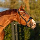 Trense HGGreylin HORSEGEAR Schwarz