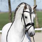 Trense HGHonestus HORSEGEAR Schwarz