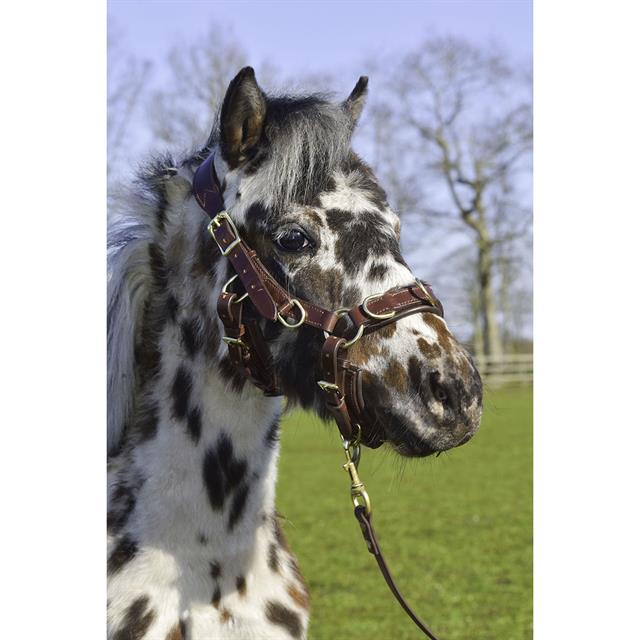 Trense Human & Horse Heart By Greetje Hakvoort Braun