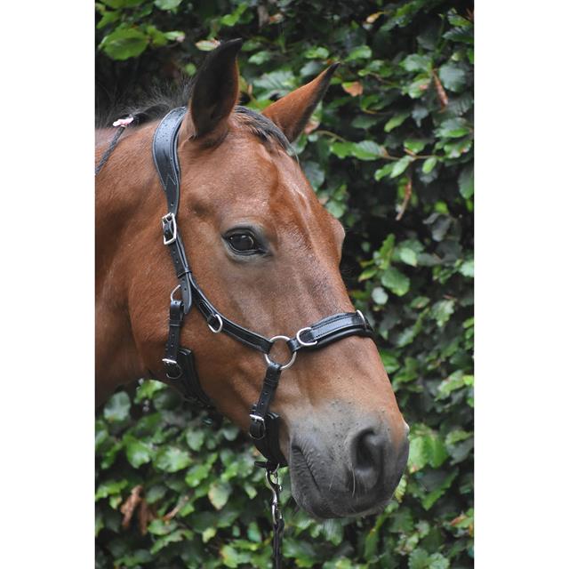 Trense Human & Horse Heart By Greetje Hakvoort Schwarz