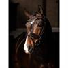 Trense Kudos Dressur Lack LeMieux Braun-Braun