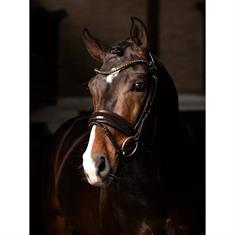 Trense Kudos Dressur Lack LeMieux Braun-Braun