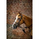 Trense mit Doppelreithalfter D Collection Dy'on Schwarz