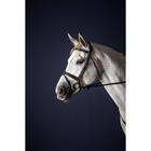 Trense mit kombiniertem Reithalfter New English Collection by Dy'on Schwarz