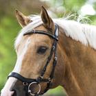Trense Quasar Horsegear Schwarz-Silber