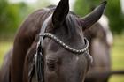 Trense Showtime Las Vegas Glitter HB Schwarz-Schwarz