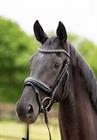 Trense Showtime Las Vegas Glitter HB Schwarz-Schwarz
