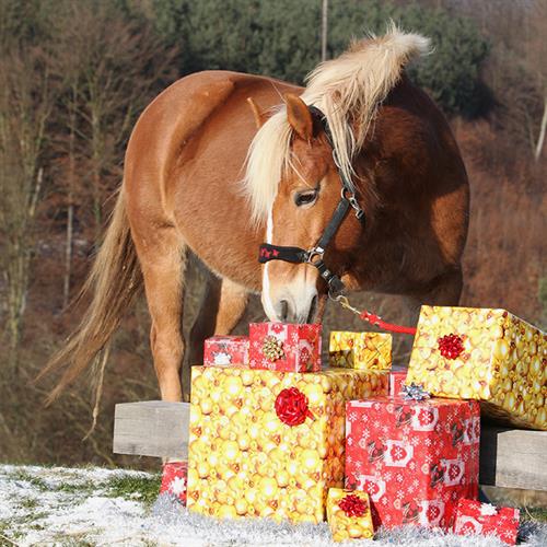 Was legt man Pferd & Reiter unter den Weihnachtsbaum