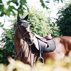 Zadeldek Kentucky Pearls Jumping Grau