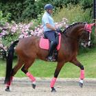 Zadeldek WeatherBeeta Prime Dressage Dunkelrosa